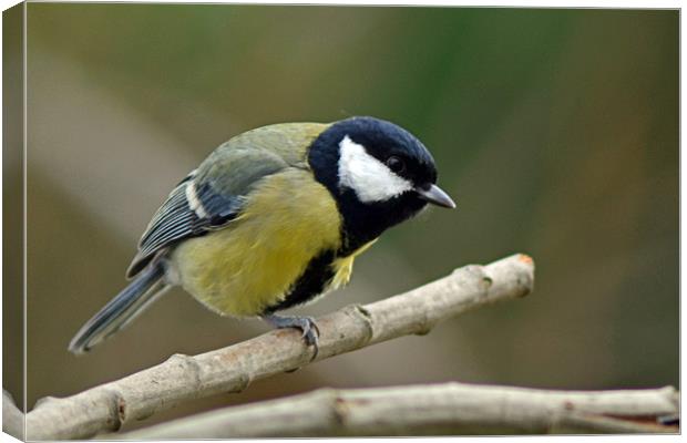One Legged Great Tit Canvas Print by Donna Collett