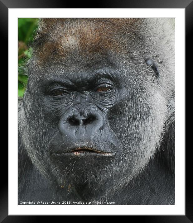 Moody Gorilla Framed Mounted Print by Roger Utting
