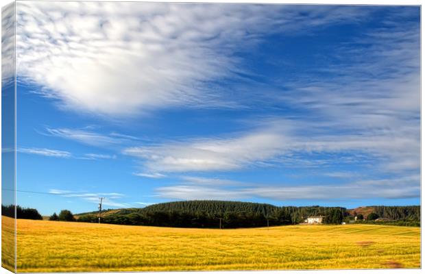 Fields of Gold Canvas Print by David Withers