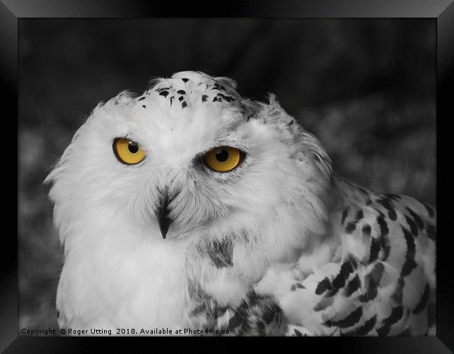 Snowy owl Framed Print by Roger Utting