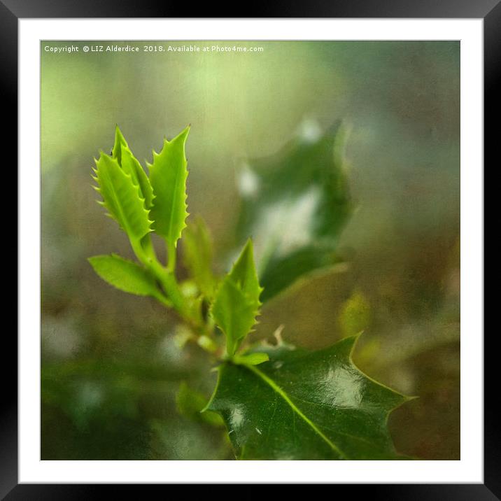 Young Holly Leaves Framed Mounted Print by LIZ Alderdice