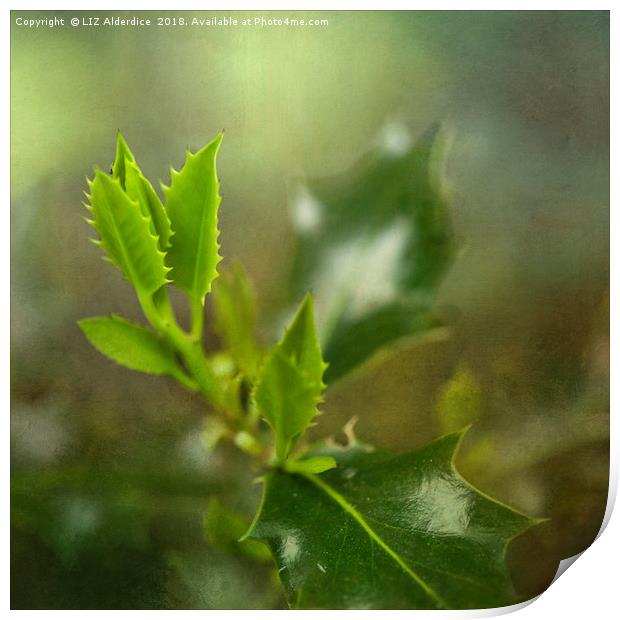 Young Holly Leaves Print by LIZ Alderdice