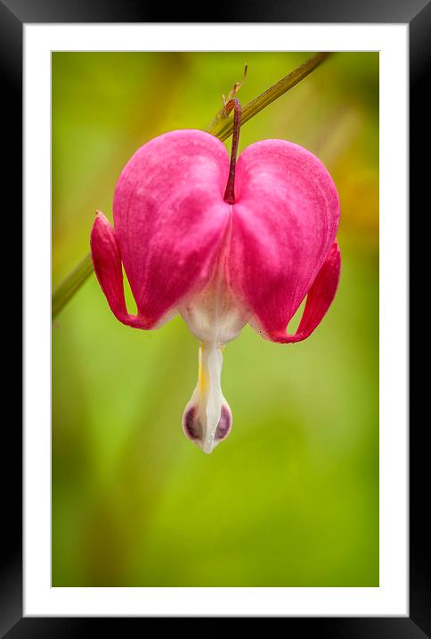 The Bleeding Heart Framed Mounted Print by Jonathan Thirkell