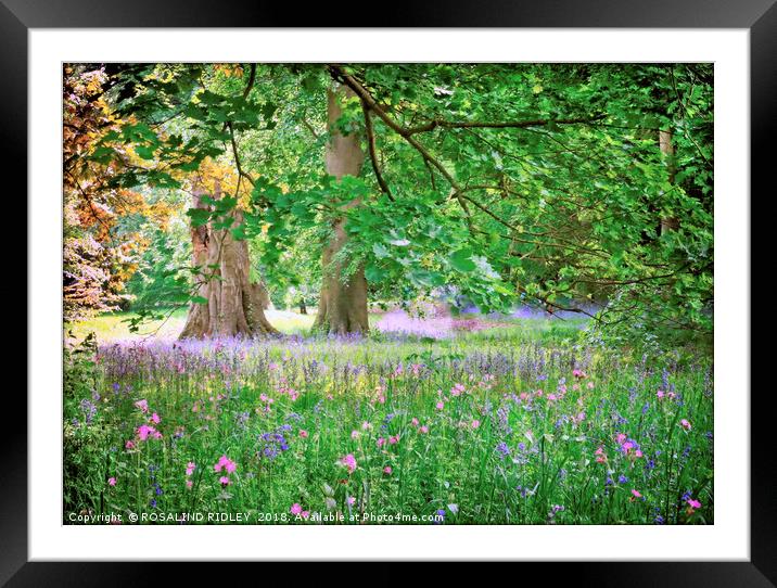 "Spring flowers at Thorp Perrow" Framed Mounted Print by ROS RIDLEY