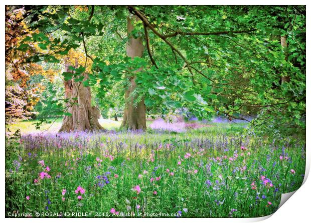 "Spring flowers at Thorp Perrow" Print by ROS RIDLEY