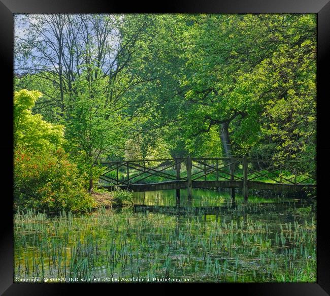 "Green reflections at the lake" Framed Print by ROS RIDLEY