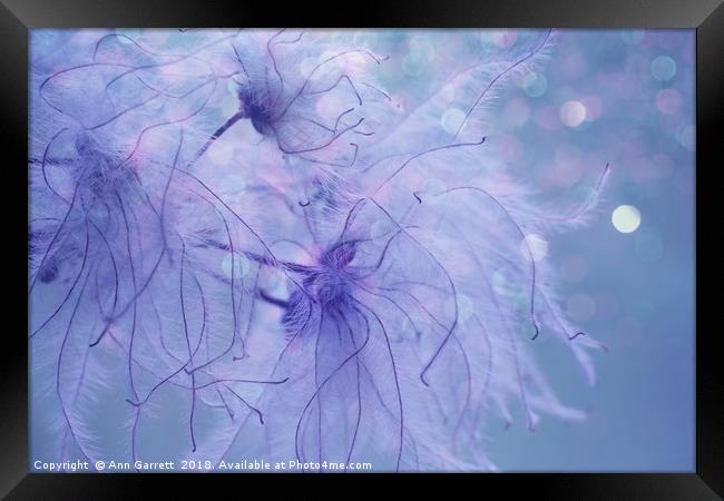 Clematis Sparkle Framed Print by Ann Garrett