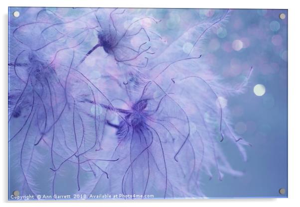 Clematis Sparkle Acrylic by Ann Garrett