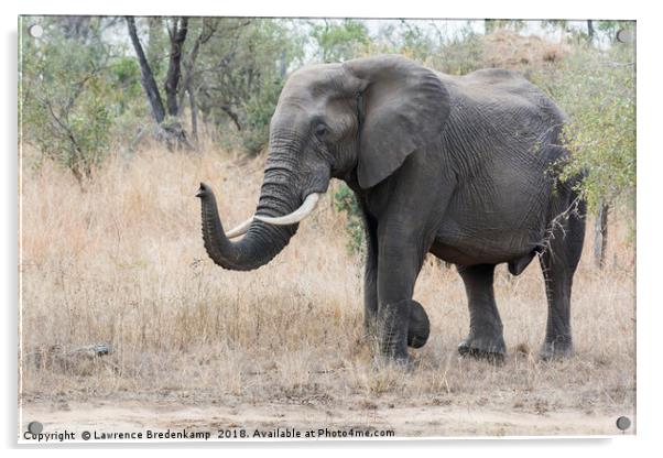 Bull Elephant Acrylic by Lawrence Bredenkamp