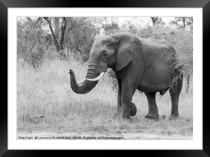 Majestic Elephant Framed Mounted Print by Lawrence Bredenkamp