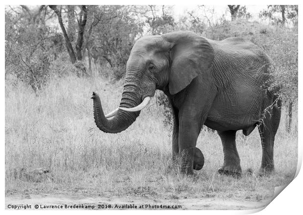 Majestic Elephant Print by Lawrence Bredenkamp