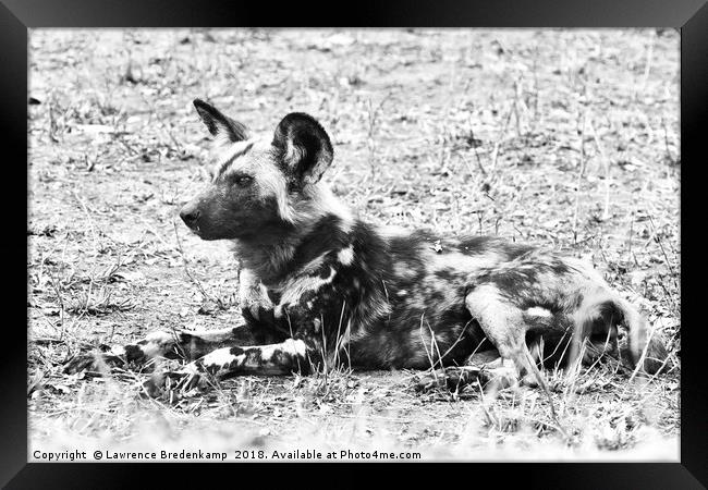 African Wild Dog Framed Print by Lawrence Bredenkamp