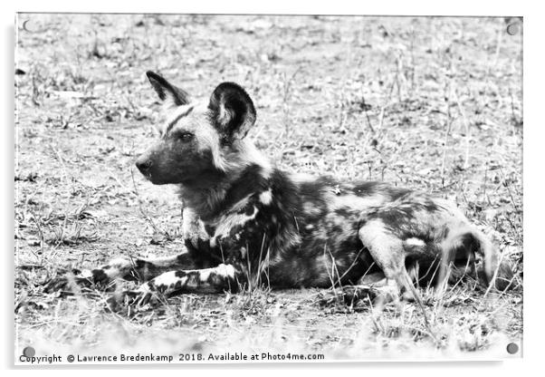African Wild Dog Acrylic by Lawrence Bredenkamp