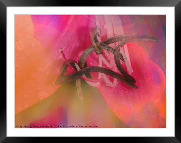 Colored by Nature Framed Mounted Print by Judy Hall-Folde