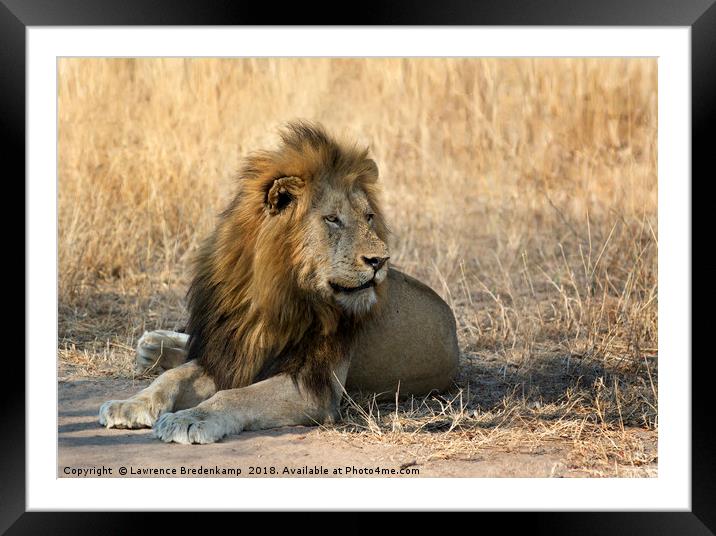 King of the Jungle Framed Mounted Print by Lawrence Bredenkamp