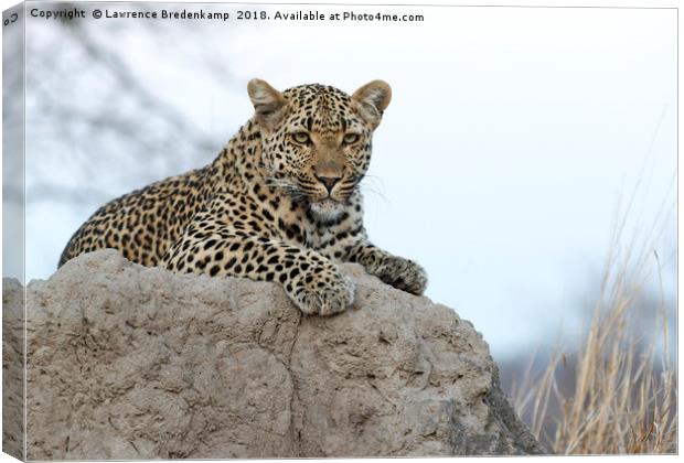 Leopard on an Anthill Canvas Print by Lawrence Bredenkamp