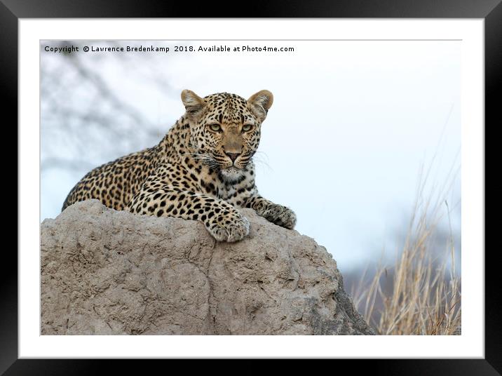 Leopard on an Anthill Framed Mounted Print by Lawrence Bredenkamp