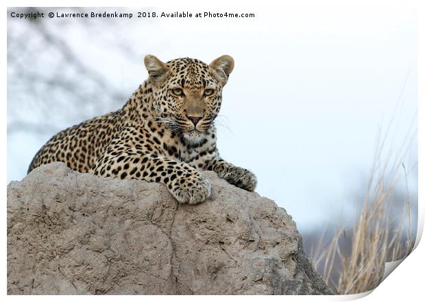 Leopard on an Anthill Print by Lawrence Bredenkamp