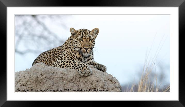 Leopard on Anthill Framed Mounted Print by Lawrence Bredenkamp