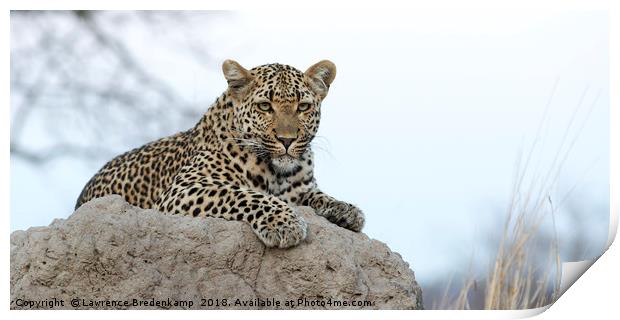 Leopard on Anthill Print by Lawrence Bredenkamp