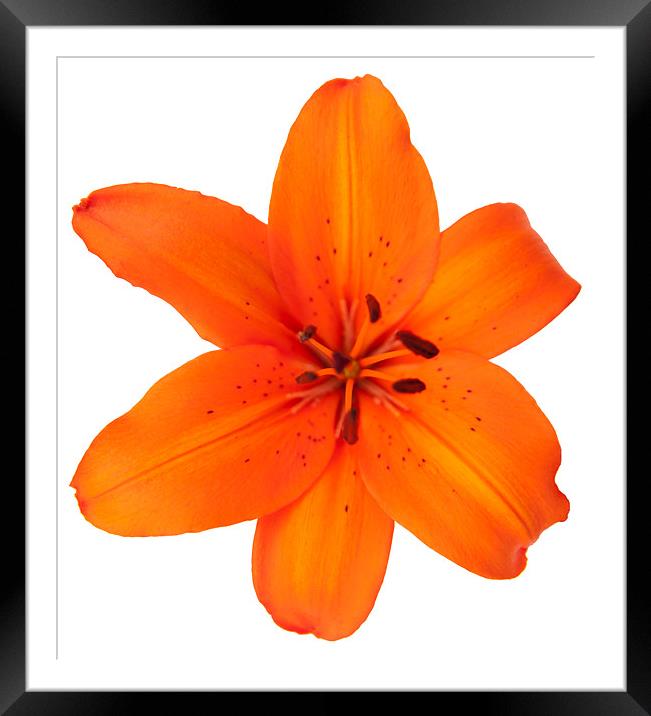 Orange Lily Framed Mounted Print by Declan Howard