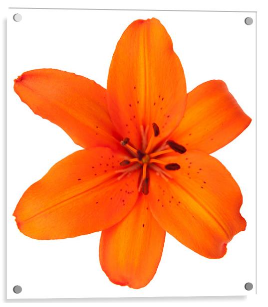 Orange Lily Acrylic by Declan Howard