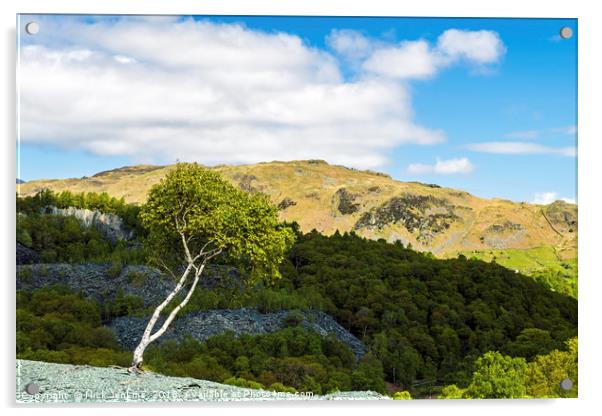 Silver Birch Tree at Hodge Close Lake District Acrylic by Nick Jenkins