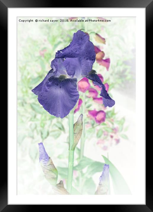 Summer Iris Framed Mounted Print by richard sayer
