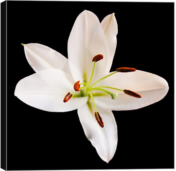 White Lily Canvas Print by Declan Howard
