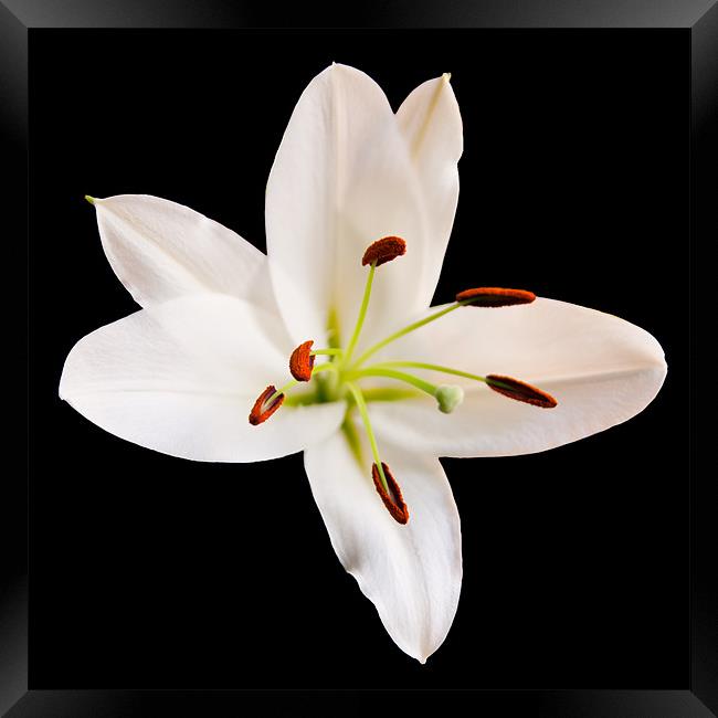 White Lily Framed Print by Declan Howard