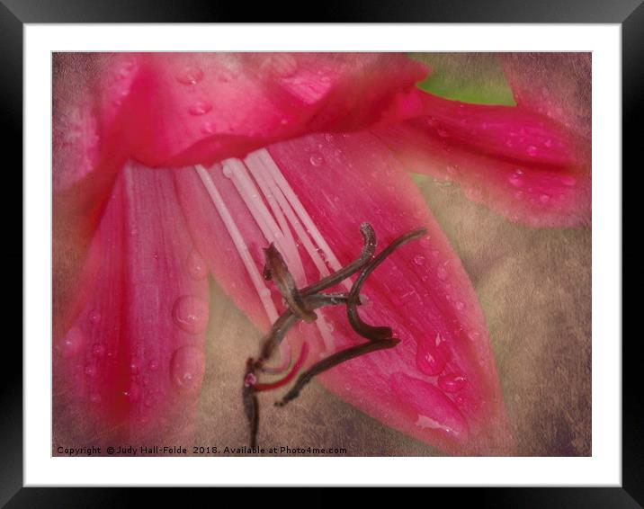Dew Kissed Lily Framed Mounted Print by Judy Hall-Folde