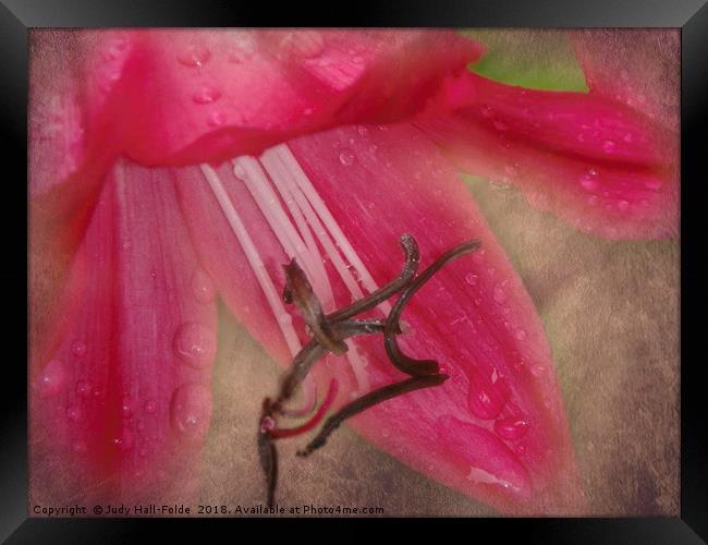 Dew Kissed Lily Framed Print by Judy Hall-Folde