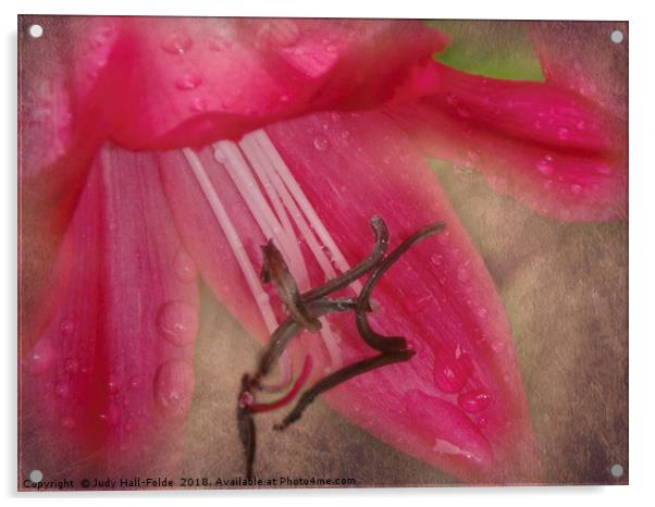 Dew Kissed Lily Acrylic by Judy Hall-Folde