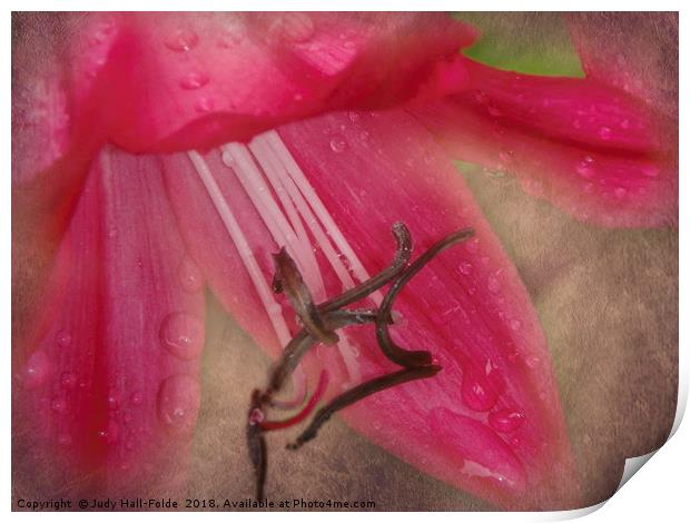 Dew Kissed Lily Print by Judy Hall-Folde