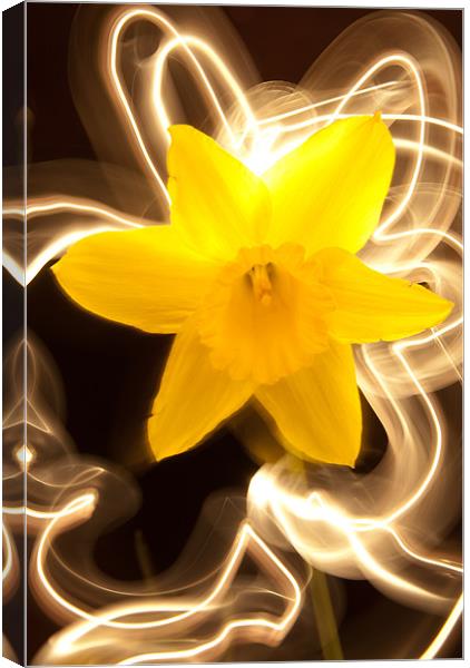 Daffodil Light Show Canvas Print by Declan Howard