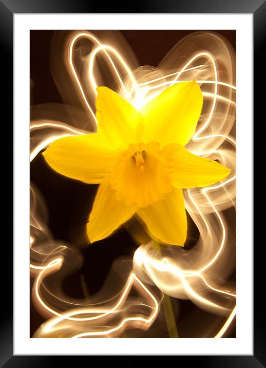 Daffodil Light Show Framed Mounted Print by Declan Howard
