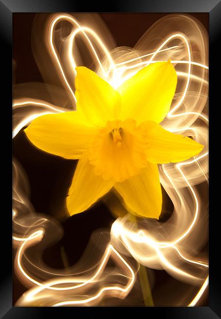 Daffodil Light Show Framed Print by Declan Howard