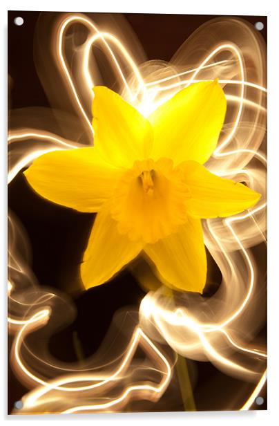 Daffodil Light Show Acrylic by Declan Howard