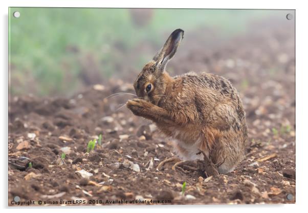 Wild brown hare having a morning wash 0126 Acrylic by Simon Bratt LRPS
