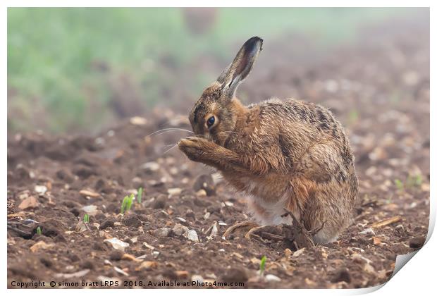Wild brown hare having a morning wash 0126 Print by Simon Bratt LRPS