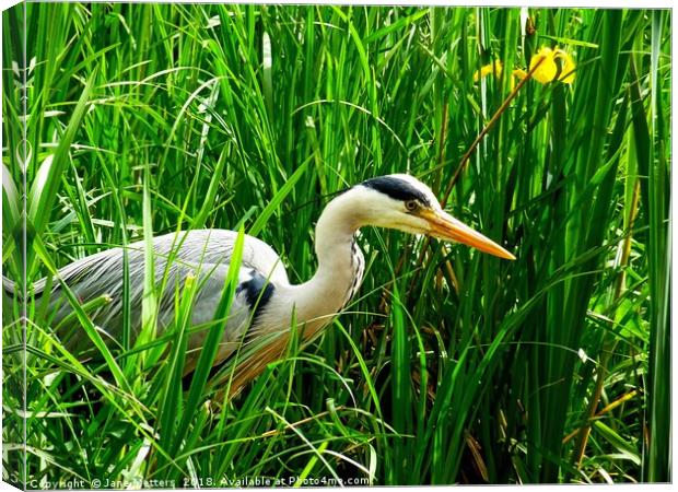         Amongst The Long Grass                     Canvas Print by Jane Metters