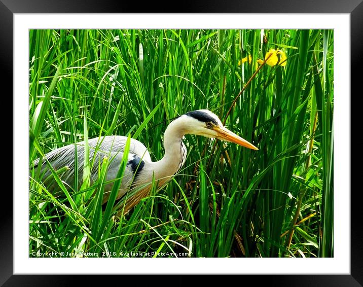         Amongst The Long Grass                     Framed Mounted Print by Jane Metters