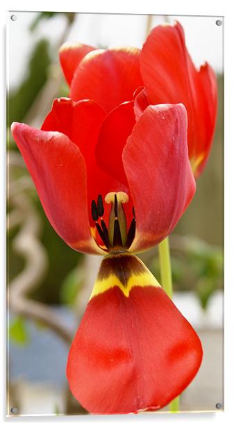 Last Tulip of the Summer Acrylic by Declan Howard
