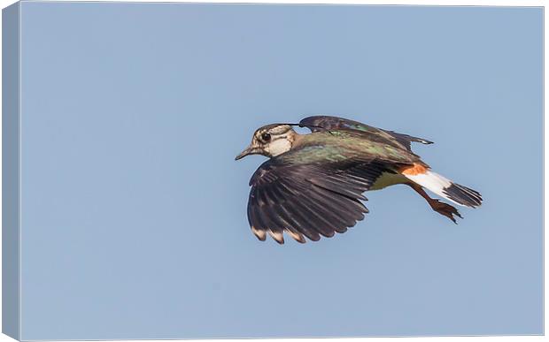Lapwing in flight Canvas Print by Jonathan Thirkell