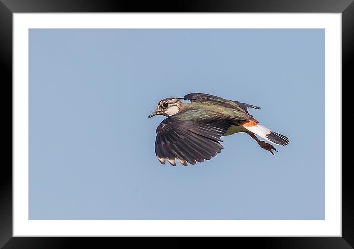 Lapwing in flight Framed Mounted Print by Jonathan Thirkell