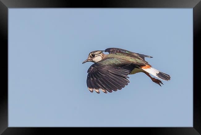 Lapwing in flight Framed Print by Jonathan Thirkell