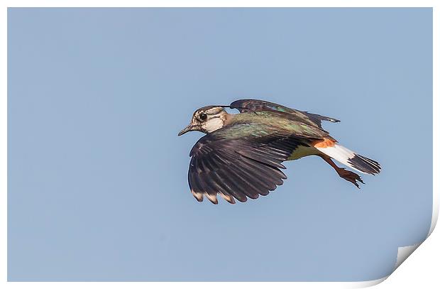 Lapwing in flight Print by Jonathan Thirkell