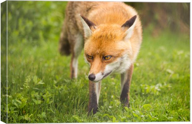 Fox in nature Canvas Print by Steve Mantell