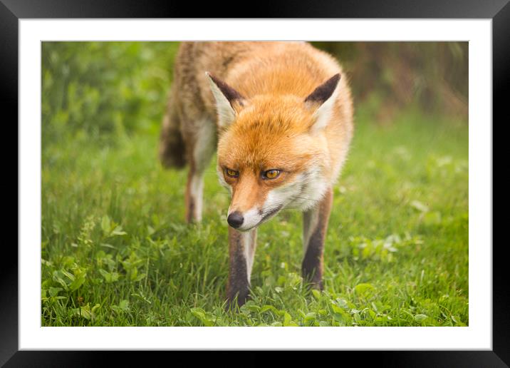 Fox in nature Framed Mounted Print by Steve Mantell