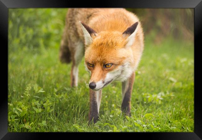 Fox in nature Framed Print by Steve Mantell